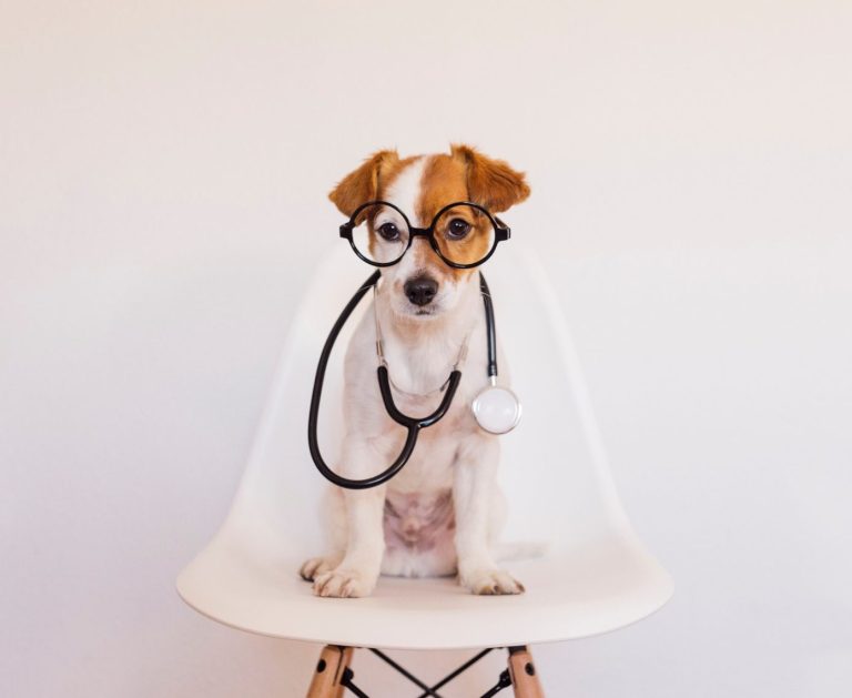 Repro Vet Clinic Leicester Puppy health check with vaccination, microchipping, DNA tests for KC.