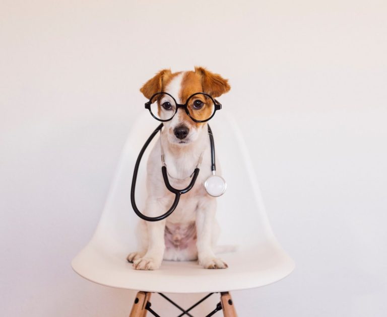 Stud dog semen collection and analysis. Infertility investigation.