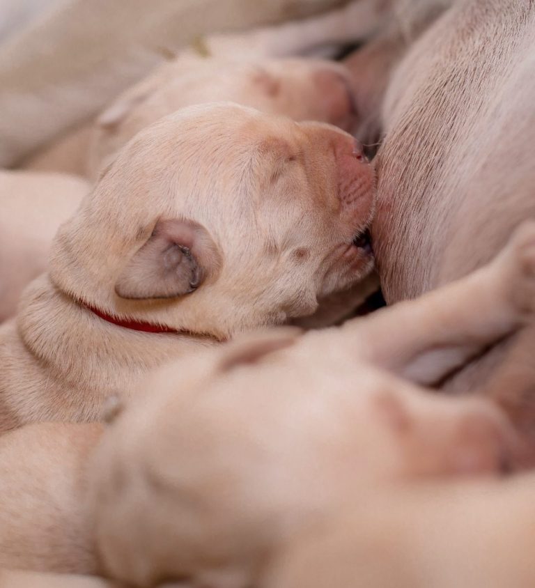 canine fertility vet Leicester Veterinary assistance for whelping bitch. Home visits. Leicester based mobile vet.